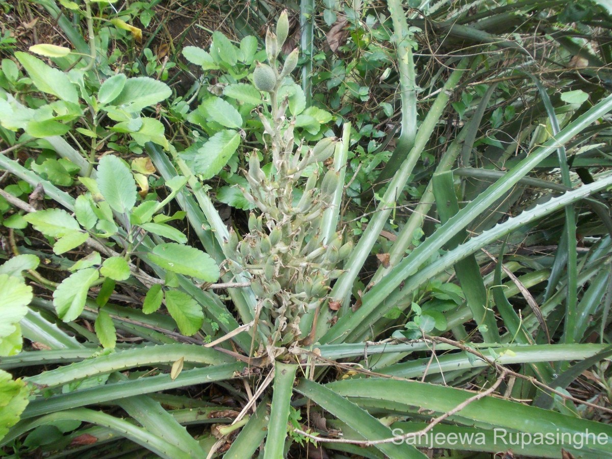 Bromelia pinguin L.